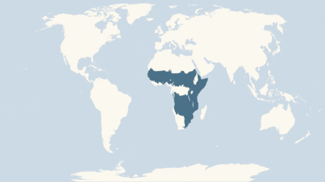 Map showing the distribution of the Banded mongoose taxa