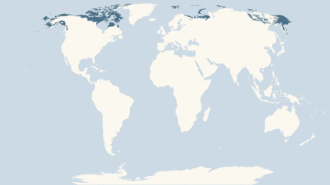 Map showing the distribution of the Kittiwake taxa