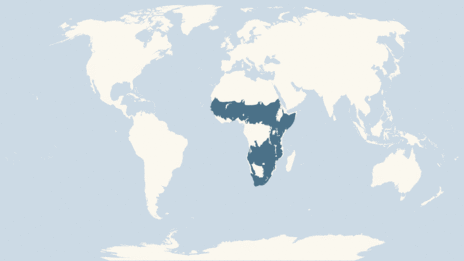 Rhino Map