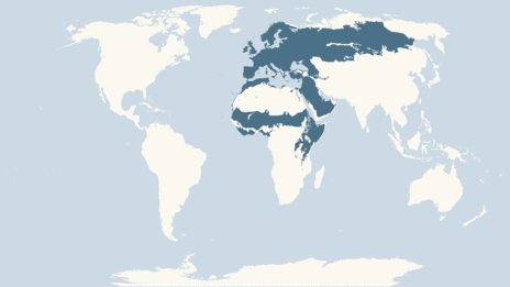 Map showing the distribution of the Blackcap taxa