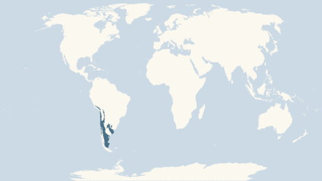 Map showing the distribution of the Burrowing parrot taxa