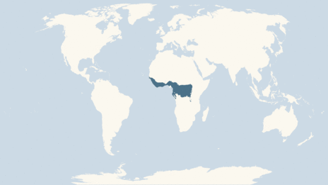 Map showing the distribution of the Chimpanzees taxa