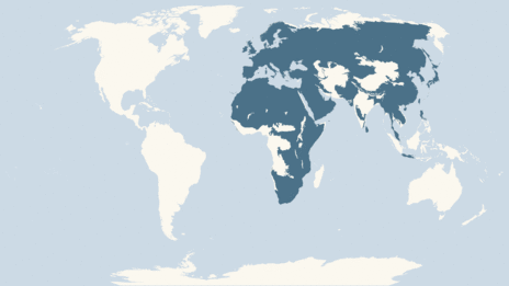 Map showing the distribution of the Common buzzard taxa