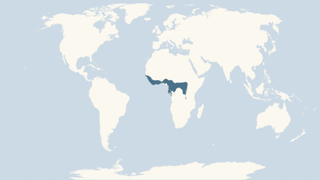 Map showing the distribution of the Chimpanzee taxa