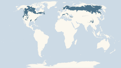 Map showing the distribution of the Common crossbill taxa