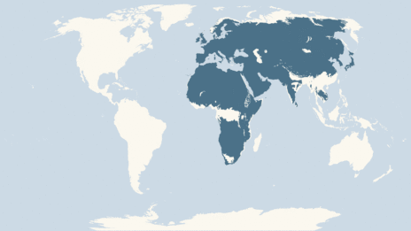 Map showing the distribution of the Kestrel taxa