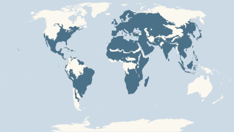 Map showing the distribution of the Common moorhen taxa