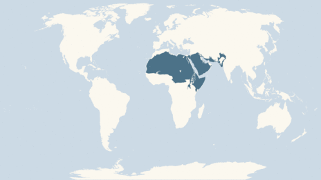 Map showing the distribution of the Desert locust taxa