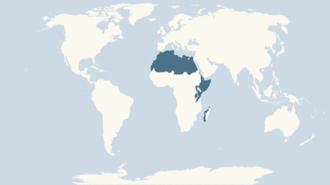 Map showing the distribution of the Eleonora's falcon taxa