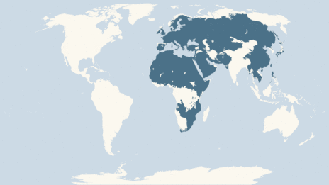 Map showing the distribution of the Bittern taxa