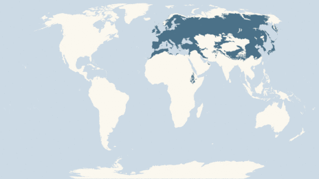 Map showing the distribution of the Sparrowhawk taxa