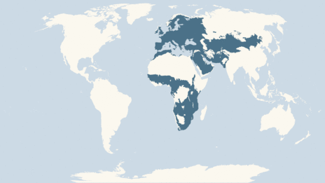 Map showing the distribution of the Nightjar taxa