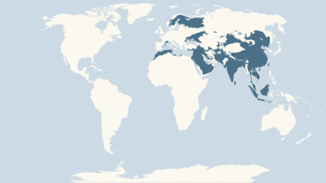 Map showing the distribution of the Great tit taxa