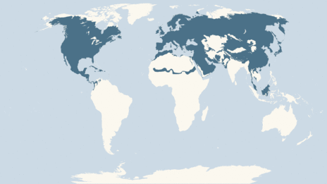 Map showing the distribution of the Hen harrier taxa