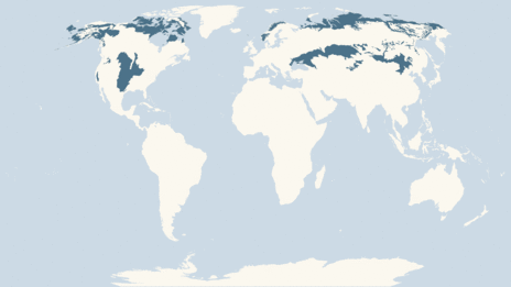 Map showing the distribution of the Herring gull taxa