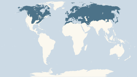 Map showing the distribution of the Weasel taxa
