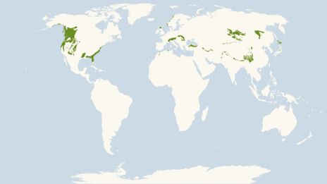 Map showing the location of the Coniferous forest habitat