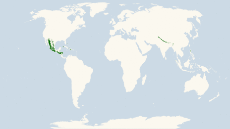 Coniferous Forest Climate Wikipedia