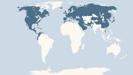 Map showing the distribution of the Merlin taxa