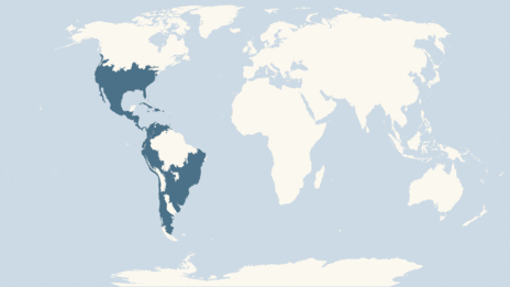 Map showing the distribution of the Mexican free-tailed bat taxa