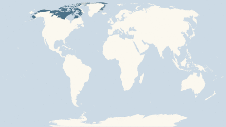 Map showing the distribution of the Musk ox taxa