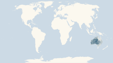 Map showing the distribution of the Knob-tailed geckos taxa