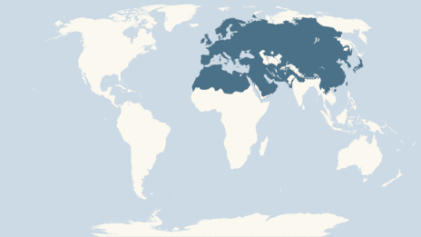 Map showing the distribution of the Lapwing taxa
