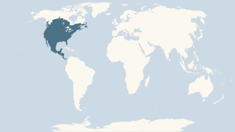 Map showing the distribution of the Raccoon taxa