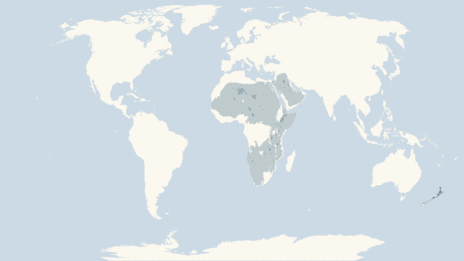 Map showing the distribution of the Ostriches and rheas taxa