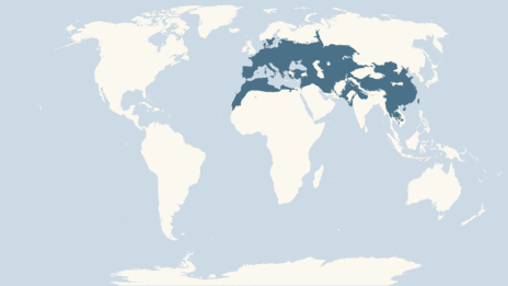 Map showing the distribution of the Serotine bat taxa