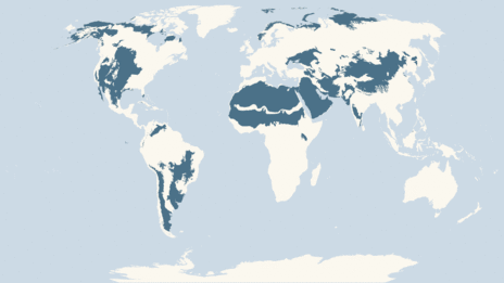 Map showing the distribution of the Short-eared owl taxa