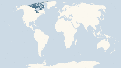 Map showing the distribution of the Snow goose taxa