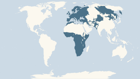 Map showing the distribution of the Spotted flycatcher taxa