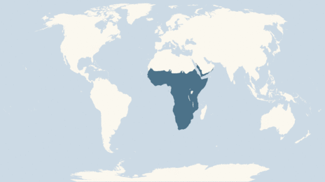 Map showing the distribution of the Straw-coloured fruit bat taxa