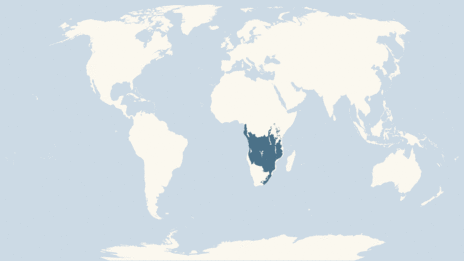 Map showing the distribution of the White-fronted bee-eater taxa