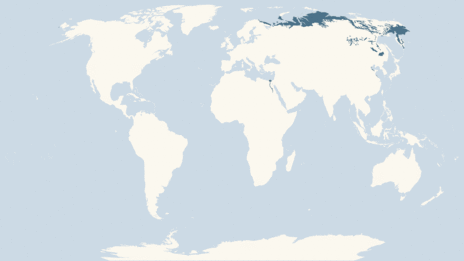 Map showing the distribution of the Whooper swan taxa