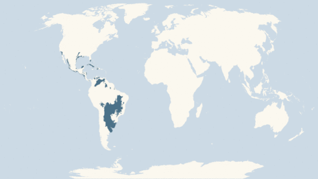 Map showing the distribution of the Wood stork taxa