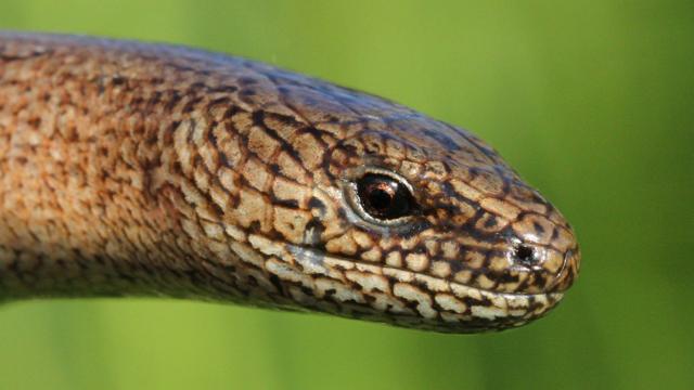 Slow worm?