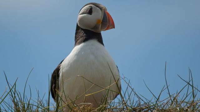 Puffin