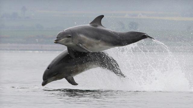 Bottlenose dolphins