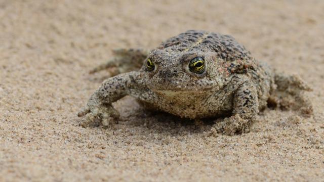 Noisy amphibian