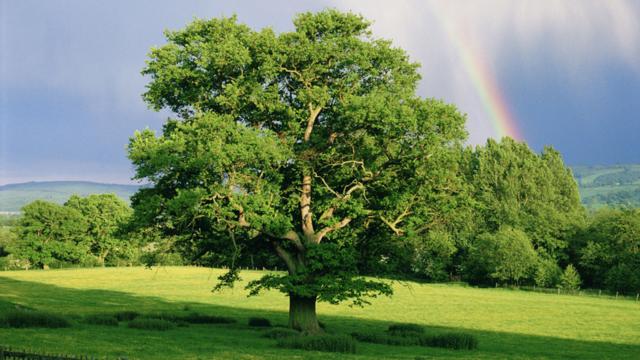 Heart of oak