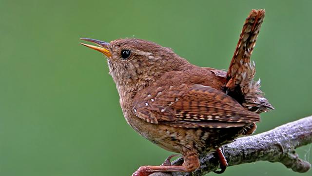 Jenny wren