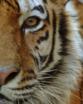 Year of the Tiger
