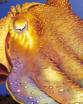 Wildlife wind-ups