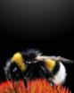 Brilliant bees