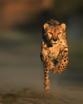 Nature's record breakers