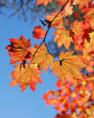 Wild autumn