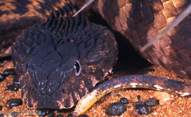 The head of a Pilbara death adder