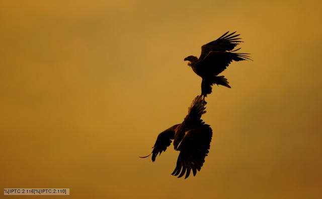 A pair of white-tailed sea eagles performing aerial courtship display at sunset